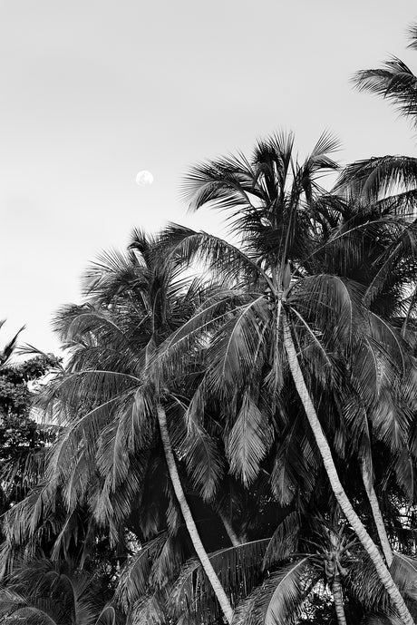 MAKE A WISH UPON THE PALMS: A black and white photograph of palm trees silhouetted against a cloudy sky. The image features a cluster of palm trees with their fronds reaching towards the sky. The sun is partially obscured by the clouds, casting a soft light over the scene.