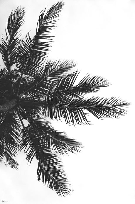 PALM IN THE SKY: A black and white photograph of palm tree fronds against a clear, bright sky. The image is taken from a low angle, looking up at the fronds, with a focus on their delicate structure and texture.