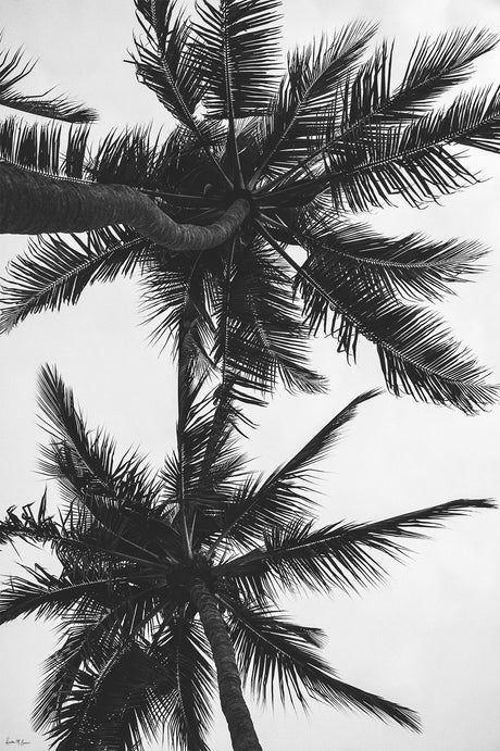 PALM TREES AND DAYDREAMS: A black and white photograph of two palm trees against a clear sky. The trees are silhouetted against the bright sky, creating a dramatic and beautiful image. The photo captures the essence of a tropical paradise, with the tall, elegant palm trees reaching up towards the heavens. The photograph is simple yet striking, with the stark contrast between the black and white tones adding to its impact.