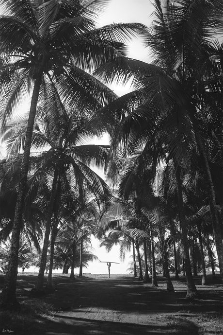 SINGLE AND READY TO SLIDE: A black and white photograph showing a lone surfer carrying a surfboard through a grove of palm trees on a beach. The photo is taken from a low angle, looking up at the tall palm trees. The surfer is silhouetted against the bright sky in the distance. The photo captures the peaceful beauty of the beach and the excitement of surfing.