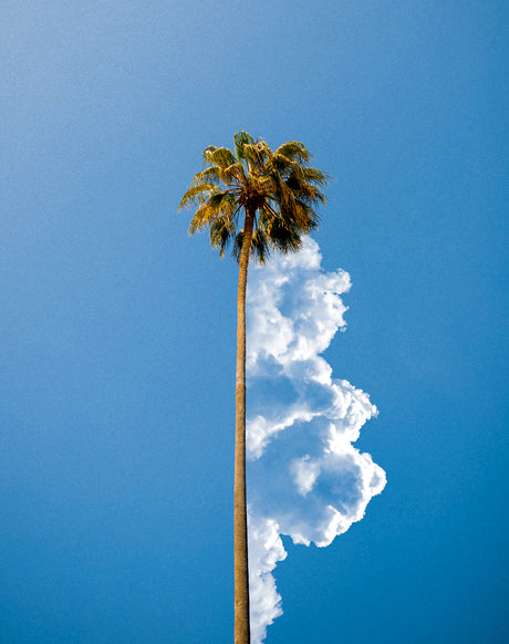 PALM 1: This image features a tall palm tree with green leaves against a bright blue sky. A fluffy white cloud extends from the trees trunk and appears to be part of the tree itself, creating a surreal and interesting visual.