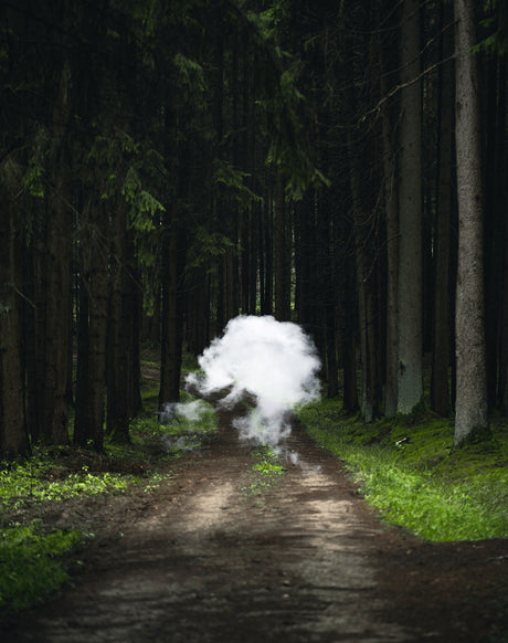 VOYAGEUR: A single, white cloud of smoke drifts down the middle of a dirt path in a dense, dark forest. Sunlight peeks through the trees to illuminate the smoke, which seems to be rising from the ground in the middle of the path.