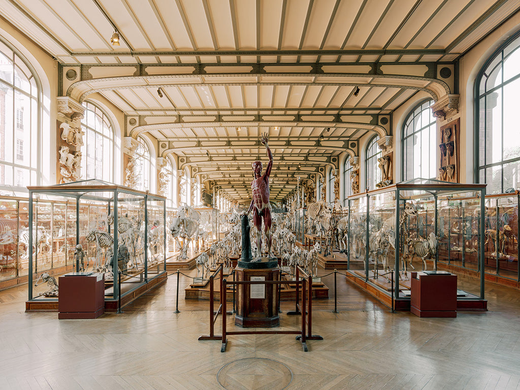 GALERIE DE PALEONTOLOGIE, PARIS II