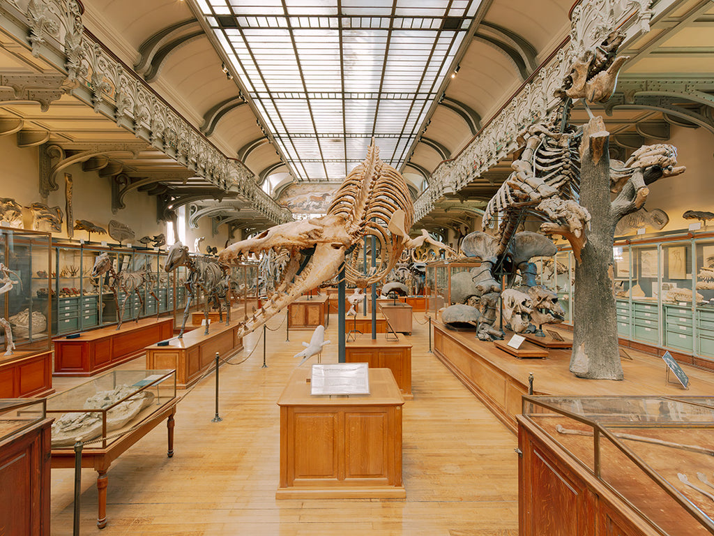 GALERIE DE PALEONTOLOGIE, PARIS I