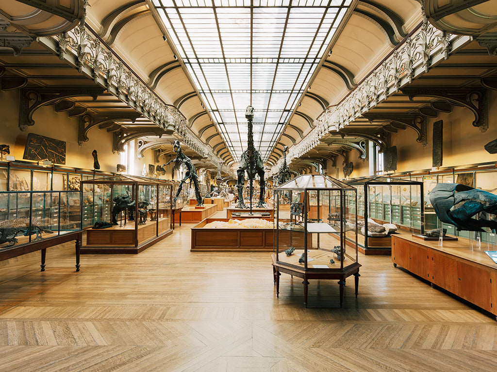 GALERIE DE PALEONTOLOGIE, PARIS III