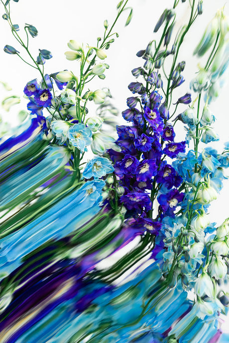 DELPHINIUMS 2: A close-up photograph showcasing a bouquet of vibrant blue and white delphiniums. The flowers are captured against a white background, with their reflections distorted in an abstract, watery pattern. The image focuses on the beauty and delicate details of the flowers, while emphasizing the unique visual effect created by their reflection.