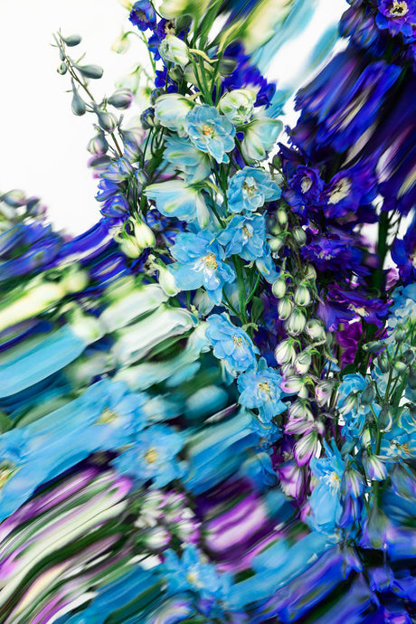 DELPHINIUMS 3: An abstract image featuring blue delphinium flowers in motion, creating a blurry, colorful background. The vibrant colors and artistic style capture the beauty and movement of nature.