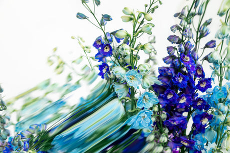 DELPHINIUMS 5: A close-up shot of blue and light blue delphinium flowers in bloom, with a white background. The flowers are arranged in a bouquet, and the stems are visible. The image is taken from a slightly angled perspective, and the flowers are in focus, while the background is blurred.