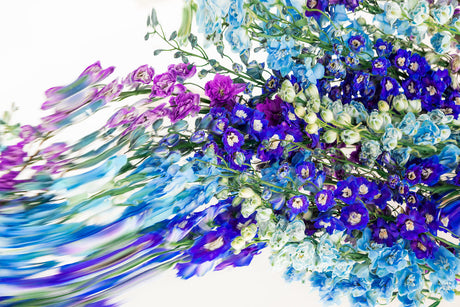 DELPHINIUMS 6: This image showcases a vibrant bouquet of blue, purple, and white flowers. The flowers are arranged in a swirling pattern, creating a sense of movement and energy. The colors are bright and eye-catching, making the bouquet a beautiful and lively centerpiece.