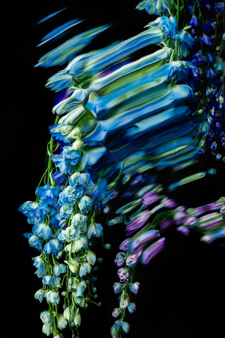 DELPHINIUMS 7: A close-up image of a cluster of blue and purple delphiniums, captured in motion against a black background. The flowers are arranged in a cascading, vertical pattern, with the blue blooms in focus and the purple ones blurred in the background, creating a sense of movement and energy. The dark background highlights the vibrant colors of the flowers, creating a striking contrast.