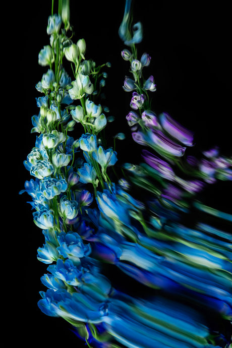 DELPHINIUMS 8: A close-up photograph of a bouquet of blue and white delphiniums against a black background, captured in motion blur, creating an abstract, artistic effect. The flowers are partially blurred, giving them a dynamic and ethereal quality.