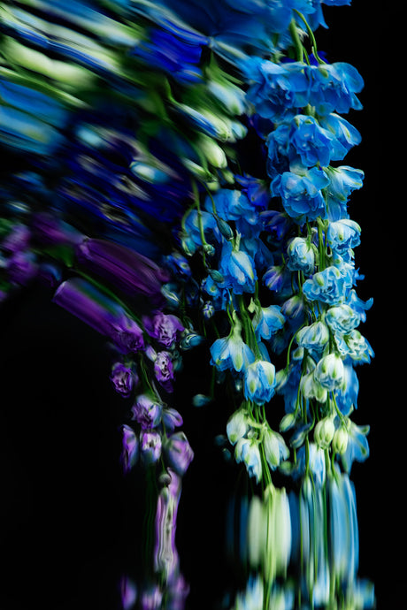 DELPHINIUMS 9: A photograph of blue and purple flowers in a motion blur against a black background. The flowers are arranged in a vertical line, with the blue flowers on the right and the purple flowers on the left. The motion blur creates a sense of movement and energy, while the black background highlights the colors of the flowers.