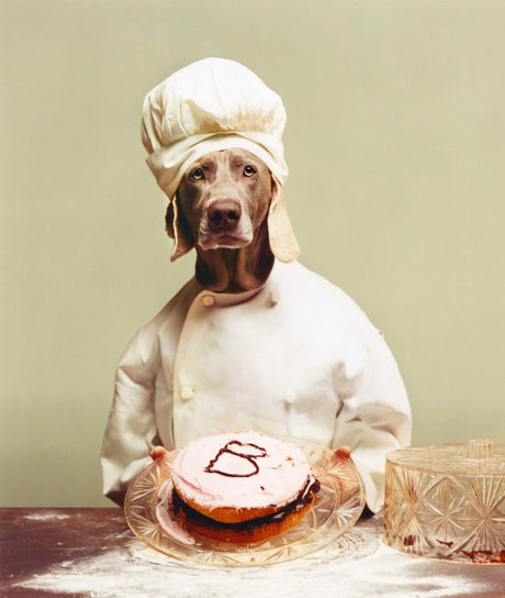 B IS FOR BAKER: A Weimaraner dog is dressed as a chef, wearing a white chef hat and a white chefs jacket. The dog is holding a round, pink cake with a chocolate B on top, which appears to be a birthday cake. There is a light green background and a little flour on the table.