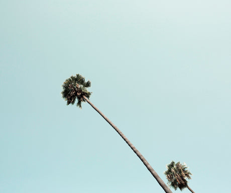 BEVERLY HILLS PALM: This image showcases two tall palm trees against a clear blue sky. The trees are reaching up towards the sky, their long trunks and lush fronds creating a striking contrast against the clear background. The image is taken from a low angle, giving the viewer a sense of looking up at the trees.