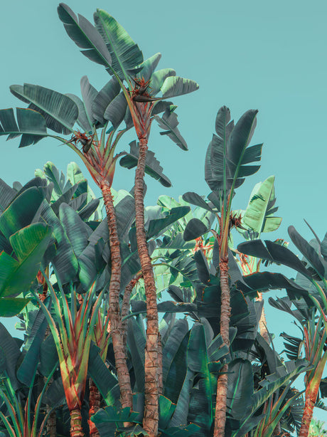 HOLLYWOOD WILDLIFE: A vibrant image of lush green banana palms, their tall trunks reaching upwards towards a bright, clear blue sky. The large, tropical leaves are arranged in a dense, layered pattern, creating a sense of depth and texture. The image evokes a feeling of warmth, serenity, and the beauty of nature.