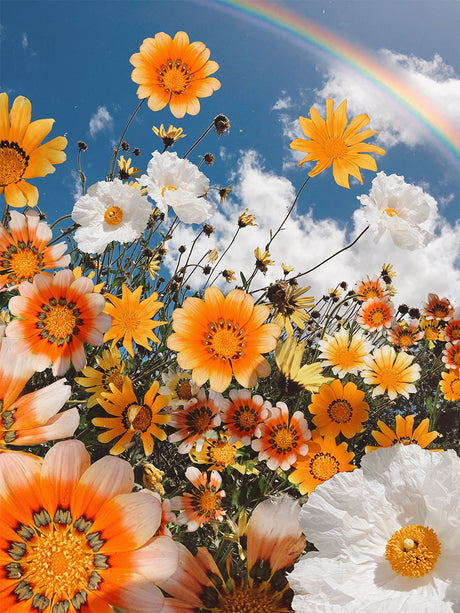 CREAMSICLE: A close-up view of a field of orange and white gazania flowers blooming under a vibrant rainbow against a blue sky. The flowers are in full bloom, and their petals are open wide. The sky is bright and clear, and the clouds are fluffy.