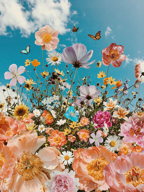 PEONY DREAMS: A captivating image of a lush wildflower meadow bathed in sunshine. Delicate petals of various colors, including pink, yellow, and white, create a stunning tapestry against a backdrop of a clear blue sky. Butterflies flutter amongst the blossoms, adding to the scenes ethereal beauty.