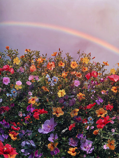 RAINBOW: A colorful meadow filled with wildflowers blooms under a bright rainbow after a summer rain. The vibrant colors of the flowers create a beautiful contrast against the clear, blue sky.