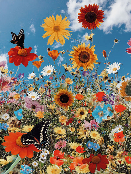 RUSTIC: A colorful image of a summer meadow bursting with wildflowers, butterflies, and a clear blue sky. The image features various species of flowers, including sunflowers, daisies, poppies, and others, with butterflies flitting between them. The bright colors and vibrant energy of the scene create a joyful and celebratory feeling.