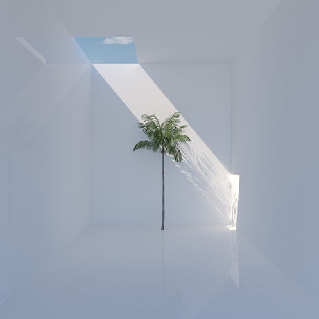 SINGLE PALM 1: A single palm tree grows through a skylight in a white room. The skylight illuminates the room, casting shadows on the white walls. The scene is minimalist and serene, conveying a sense of tranquility and connection to nature.