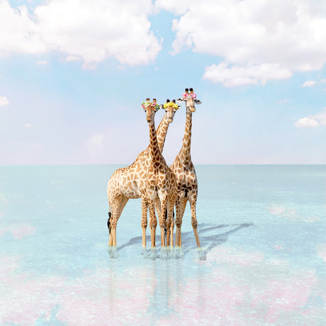 GIRAFFE BAY: This photograph shows three giraffes wearing colorful flower crowns standing in shallow water. The giraffes are facing forward, looking towards the viewer. The water is a light blue color and the sky is a bright blue with white clouds.