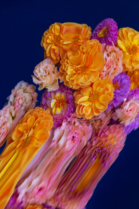 DUSK 2: The image shows a close-up view of a bouquet of flowers, featuring orange dahlias, purple chrysanthemums, and pink roses. The flowers are arranged in a way that creates a sense of depth and movement, with the orange dahlias in the foreground and the other flowers gradually receding into the background. The image is taken against a dark blue background, which helps to highlight the vibrant colors of the flowers.