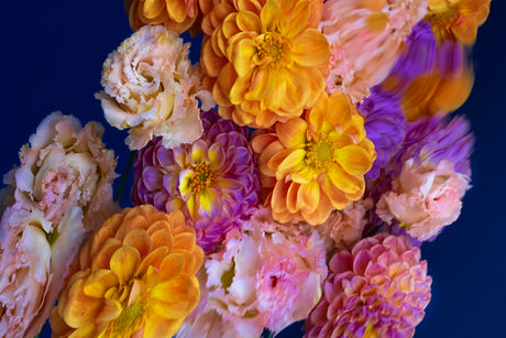 DUSK 5: A close-up photograph capturing a vibrant bouquet of flowers against a deep blue background. The image features a variety of flower types in various shades of pink, purple, and yellow. The flowers are arranged in a dense cluster, creating a sense of texture and depth. The rich colors and delicate petals create a visually stunning display.