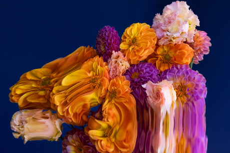 DUSK 6: A close-up photo showcasing a vibrant bouquet of orange and purple flowers arranged in front of a dark blue background. The flowers are illuminated by a soft light, creating a beautiful contrast between the light and dark hues.