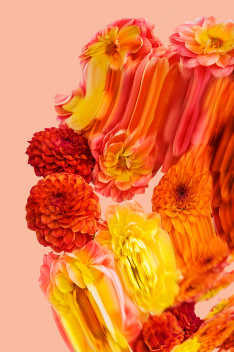 FALL RISING 3: A vibrant photo featuring a close-up view of a creative abstract arrangement of Dahlia flowers. The flowers are in shades of orange, yellow, and red, and are artfully arranged to create a swirling, dynamic effect. The background is a soft peach color, which further enhances the vibrancy of the blooms.