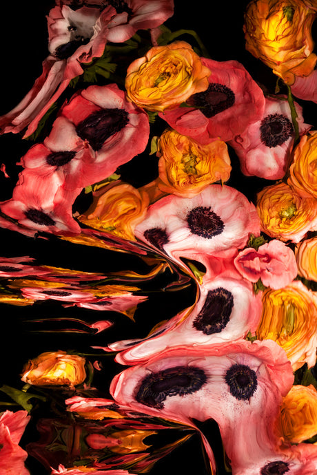 SUNBURSTS 1: A close-up photograph of a bouquet of pink and orange flowers submerged in clear water, creating a visually striking abstract image. The flowers are arranged in a loose cluster, with their petals partially submerged in the water, resulting in a distorted reflection that adds depth and texture to the image. The dark background accentuates the vivid colors of the flowers, creating a dramatic and captivating composition.