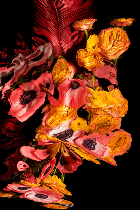 SUNBURSTS 2: This image features a close-up view of an abstract floral arrangement. The photo showcases a variety of flowers in shades of red, orange, and pink. The flowers are arranged in a seemingly random, organic pattern, creating a visually striking and dynamic composition. The black background further enhances the colors and shapes of the flowers, adding to the overall abstract effect.