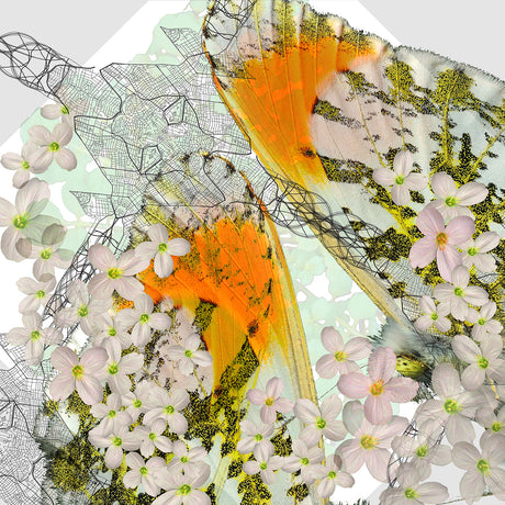 RIDGELINE BITTERCRESS 11: An abstract and surreal image featuring a close-up of a butterflys orange and white wings against a backdrop of delicate white flowers. The wings are partially transparent, revealing an intricate network of black lines that resemble a city map. The image is a blend of natural and abstract elements, creating a visually stunning and thought-provoking piece.