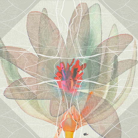 RIDGELINE BLOODROOT XRAY CANOPY 5C: A digital illustration depicting a flower superimposed over a map of a city. The flower is rendered in a soft, watercolor style with delicate petals and a bright red center. The city map is overlaid in a white, geometric pattern, creating an intricate and abstract composition.